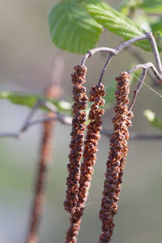 Alnus serrulata #2